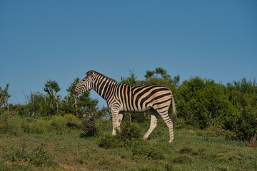 Naklejka premium A zebra stands in a grassy landscape, showcasing its distinctive black and white stripes against a clear blue sky.