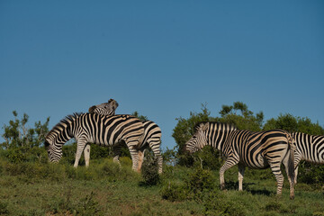 Naklejka premium A group of zebras grazes on a green hill under a clear blue sky, showcasing their distinctive black and white stripes.