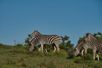 Naklejka premium A group of zebras is grazing on lush green grassland under a clear blue sky.