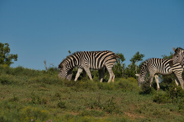 Naklejka premium Two zebras are grazing on a grassy hill under a clear blue sky, showcasing their distinctive black and white stripes.