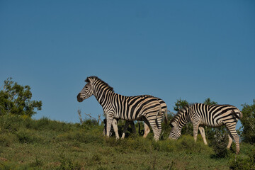 Naklejka premium Two zebras are grazing on a green hillside under a clear blue sky, showcasing their distinct black and white stripes.