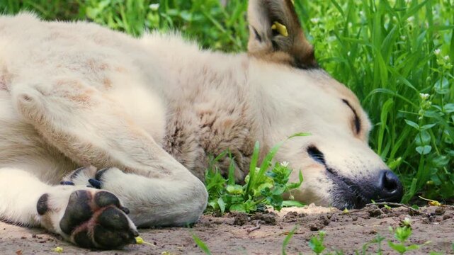 A dog is lying on the ground in a relaxed position, resting on its side with paws visible
