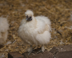 A fluffy white Silkie chicken standing on a wooden surface surrounded by straw, showcasing its unique feather texture and posture. © Alexander