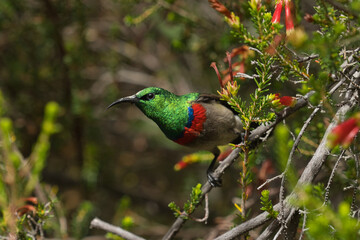 Fototapeta premium A vibrant hummingbird with green and red plumage, perched on a branch amidst foliage, showcasing its vivid colors and unique features.