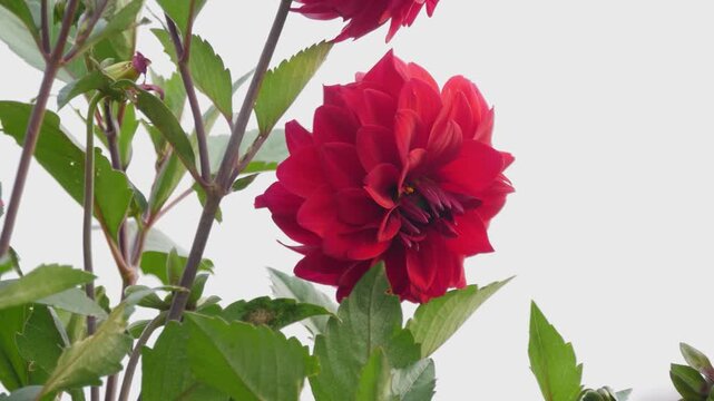 Vibrant Red Dahlia Flower in Full Bloom Against Overcast White Sky