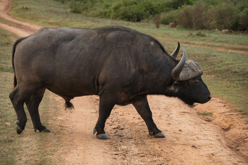 Fototapeta premium An African buffalo walking along a dirt path in a natural setting. The buffalo has large horns and a robust body, surrounded by greenery.
