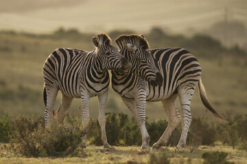 Naklejka premium A pair of zebras interact closely in a natural setting, showcasing their distinctive black and white stripes against a soft, blurred background.
