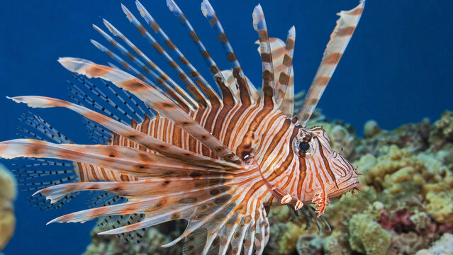  lion fish photography clean and professional