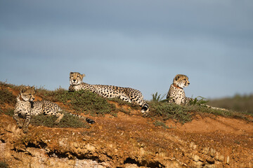 Three cheetahs are resting on a grassy hill under a cloudy sky, showcasing their distinctive spots and relaxed posture. © Alexander