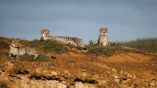 Three cheetahs lie on a hillside, displaying their distinctive spotted coats against a natural backdrop.