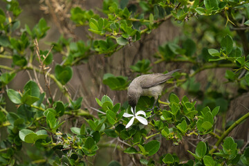 Fototapeta premium A grey bird forages on a white flower amidst lush green foliage, showcasing a natural scene of wildlife interaction with plants.