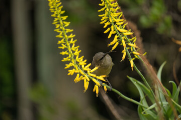Fototapeta premium A bird is perched on yellow flowers, feeding. The image captures the vivid colors of the flowers and the bird in a natural setting.