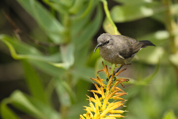 Fototapeta premium A small brown bird perched on a vibrant yellow flower surrounded by green foliage, showcasing nature's beauty.