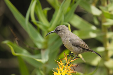 Fototapeta premium A sunbird resting on a vibrant yellow flower surrounded by lush green foliage, showcasing its slender body and long curved beak.