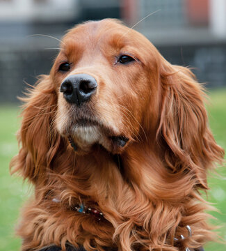 Assistence dog for disabled people. Dog assists people with a disability