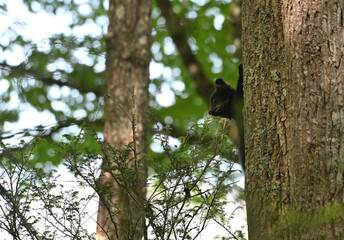 Black Bear Cub Climbing Tree © StevertS