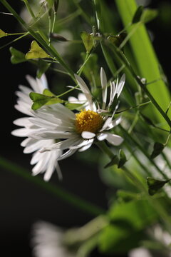 Spring Wildflowers Composition with Daisy and Natural Green Leaves