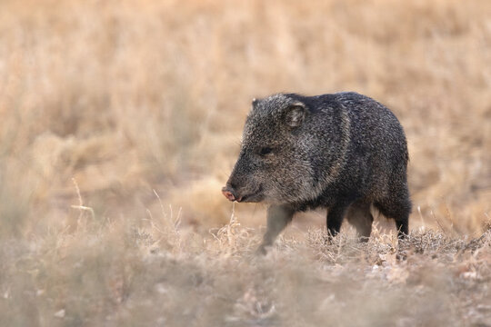 Javelina in the winter grass, Bosque Del Apache National Wildlife Refuge, New Mexico