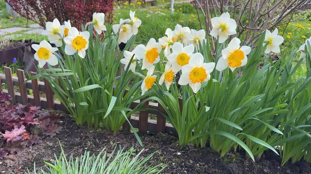 Cultivated daffodil varieties blooming in home garden with healthy foliage and spring flower beds