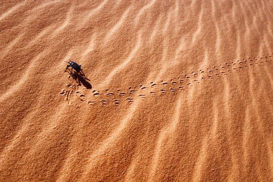 Pinacate beetle walking on the sand dune, Coral Pink Sand Dunes State Park, Utah