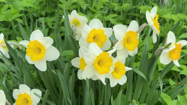 Selective daffodil cultivation in backyard garden with ornamental flowering plants, healthy leaves and spring blooms