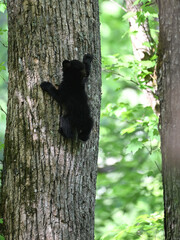 Black Bear Cub Climbing Tree © StevertS