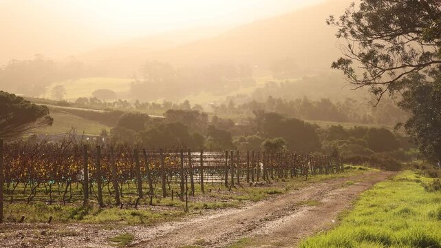 vineyard at sunset, Klein Mountains in background, Stanford, South Africa