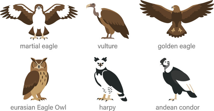 Bird of prey collection with eagle, vulture, owl and condor wildlife vector illustration set