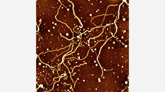 Oligomeric Amyloid Beta Plaque Core AFM Phase Imaging