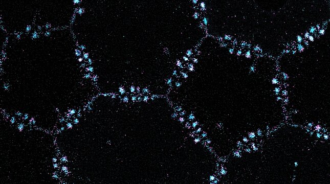 Adherens Junction E-Cadherin Cluster Super-Resolution dSTORM