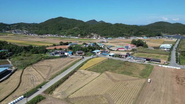 한국 대한민국 농업 농사 벼농사 추수 수확 콤바인 수확기 벼수확 쌀 수매 농부 농촌 시골 전원 농토 논 벼 농지 토지 가을걷이 들판 곡식 알곡 식량 자급자족 농기계 작업 생산 생산지 평야 황금들판 재배 경작지 산업 노동 현장 삶의터전 농가 영농