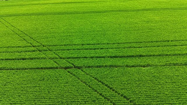A large wheat field covers an open area with distinct lines created by farming equipment. The bright sunlight falls on the green plants, showing growth and cultivation.