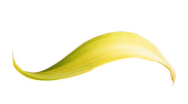Single corn leaf curl with hint of yellow hue gently curves against white background, showcasing natural texture and delicate lines