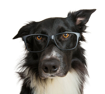 Close up portrait of funny dog wearing glasses. Purebred Border Collie nerd, back to school, animal intelligence concept. Adorable pet lifestyle isolated on transparent background