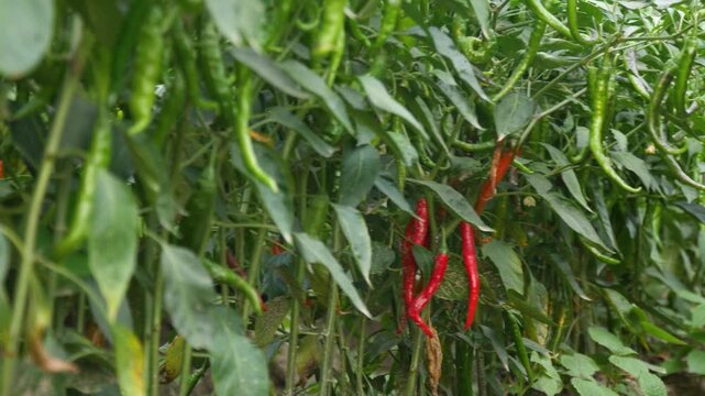 Panning shot of Ripe Red Chillies Surrounded by Green Chilli Peppers Growing on Plant