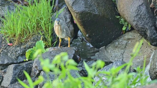 Sleepy heron by the edge of a lake, a beautiful sleepy heron by the edge of a calm lake in Brazil, 4k. Slow motion video.