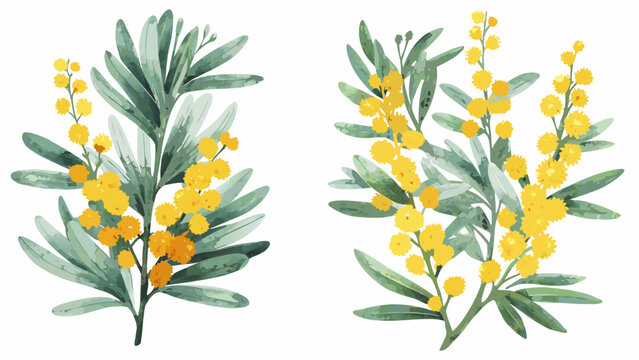 two watercolor illustrations of mimosa branches with yellow flowers and green foliage on a white background