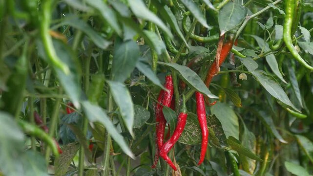 Close up of Ripe Red Chillies Surrounded by Green Chilli Peppers Growing on Plant in Farm Field
