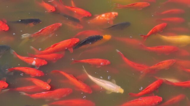Karp koi, złota rybka, sadzawka, spełnianie marzeń.
