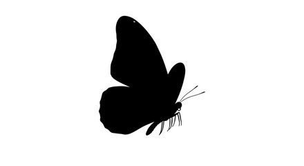 Butterfly Silhouette Against White Background © Sh Studio