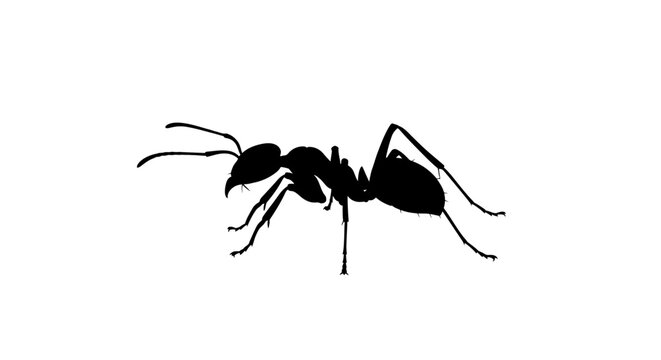 ant silhouette on white background insect profile view