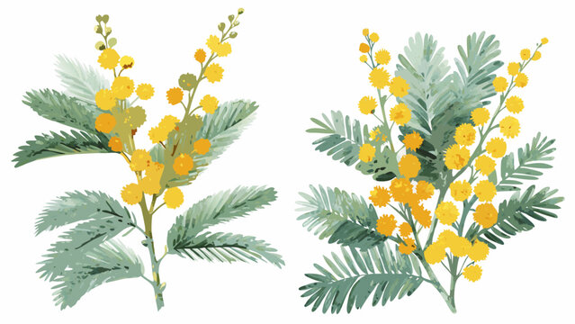 watercolor illustrations of mimosa branches with yellow flowers and green foliage on a white background