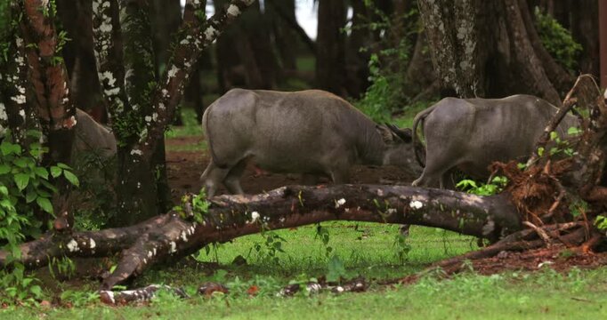 Water buffalo (Bubalus bubalis) walking through green grass and trees in tropical forest environment, domestic water buffalo herd moving past fallen logs in natural habitat.