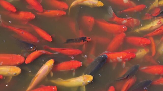 Karp koi, złota rybka, sadzawka, spełnianie marzeń.
