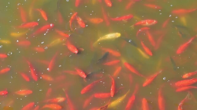 Karp koi, złota rybka, sadzawka, spełnianie marzeń.