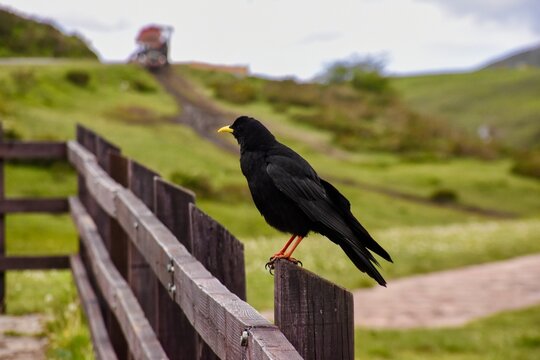 Pyrrhocorax graculus