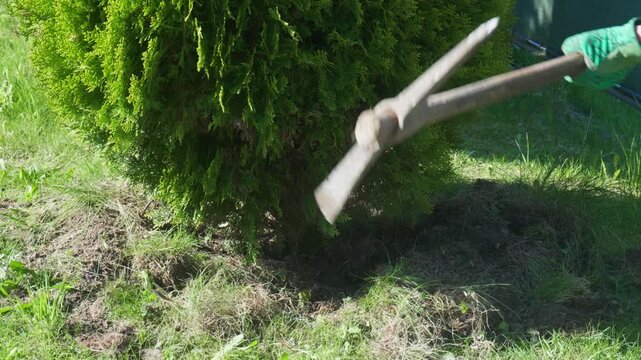 Close up of a gardener swinging a pickaxe to dig around and uproot a large thuja bush in the backyard