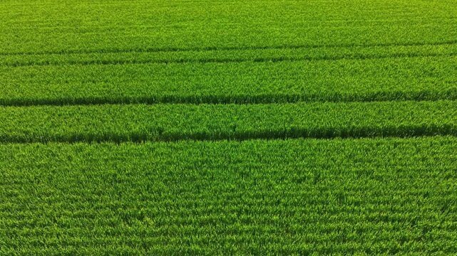 Wheat field shows uniform rows of green plants under bright sunlight. A clear sky is visible above. This scene captures the agricultural landscape in a rural area during the day.