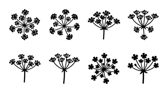 Umbel Flower Vector Icons, Delicate Botanical Illustrations, Simple Herbal Plant Silhouettes, Black and White Floral Elements