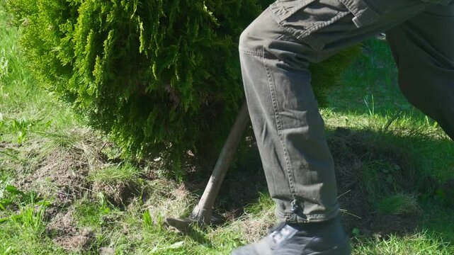 Gardener using a pickaxe as a lever to pry up and remove a stubborn thuja tree from the ground